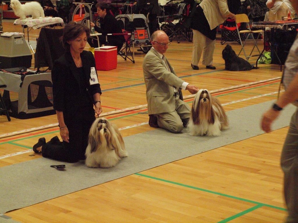 Shih Tzu Danmark